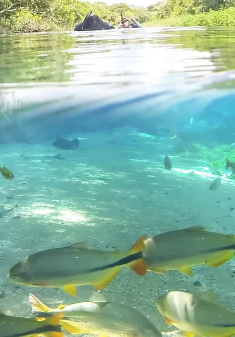 Bonito